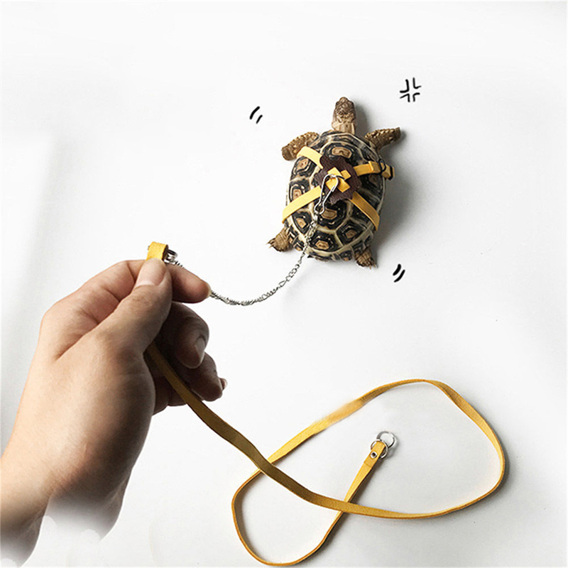 Turtle Traction Belt Control R - Water Dish Reptile ulasan dan harga