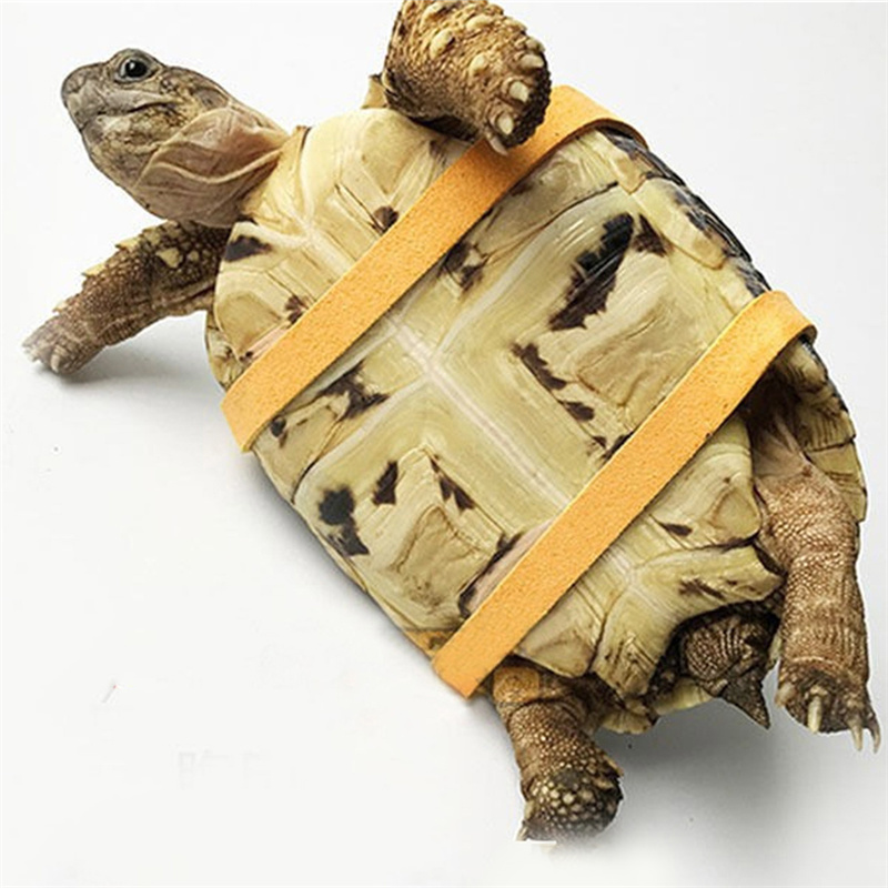 Turtle Traction Belt Control R - Water Dish Reptile ulasan dan harga